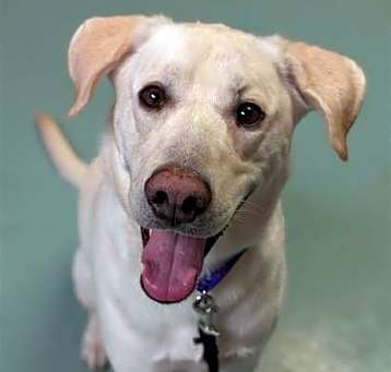 Photo of Krypto