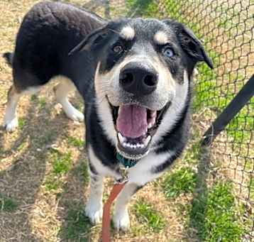 Photo of Balto