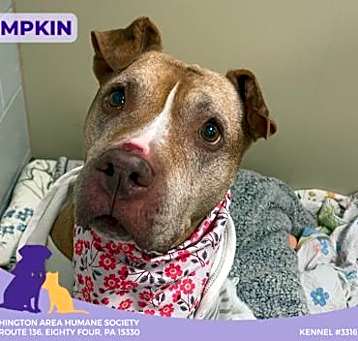 Photo of Pumpkin