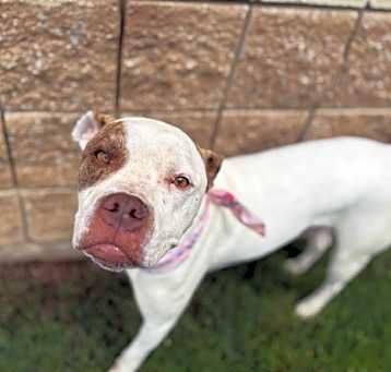 Photo of STELLA