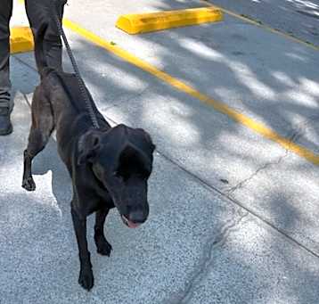Photo of Cooper