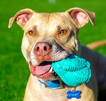 Photo of Scooby