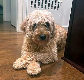 Photo of Dandelion 