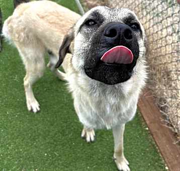 Photo of Yondu - Playful, Handsome Boy!