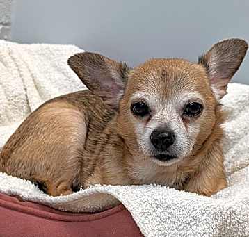Photo of Mikey Ray - IN FOSTER