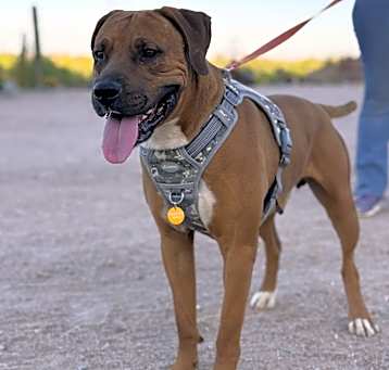 Photo of Roscoe