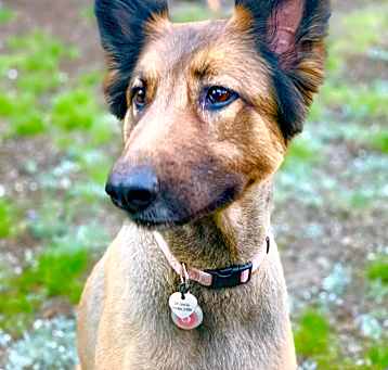 Photo of Dixie