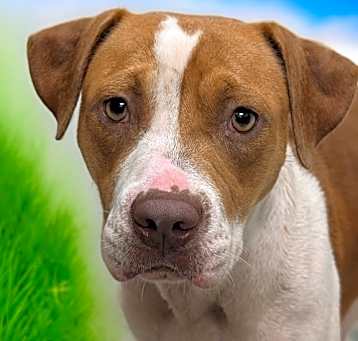 Photo of Portia