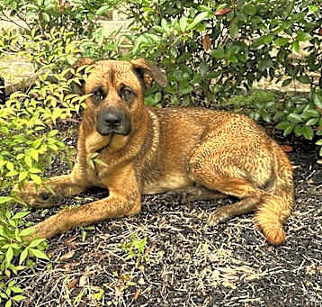 Photo of Chocolate Chip