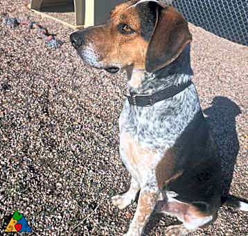 Photo of Scout
