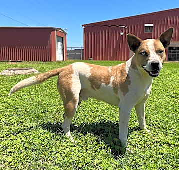 Photo of Boomerang