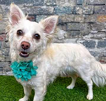 Photo of Lola