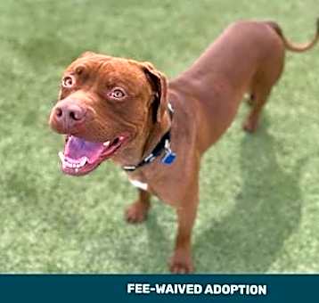 Photo of Diesel