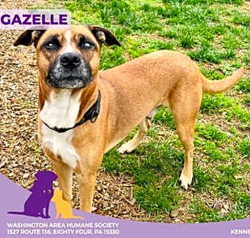 Photo of Gazelle