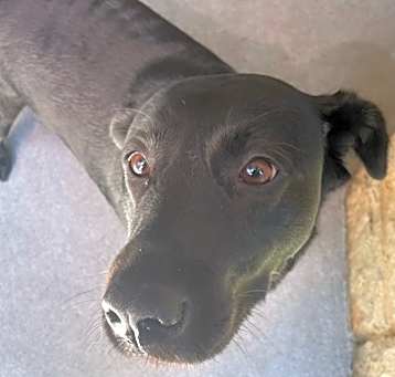 Photo of Stella