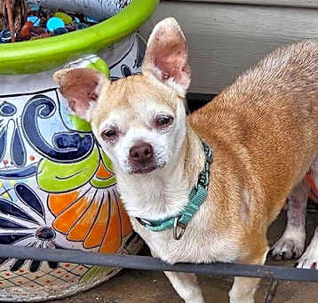 Photo of Chalupa