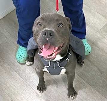 Photo of Comet
