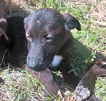 Photo of Shadow 