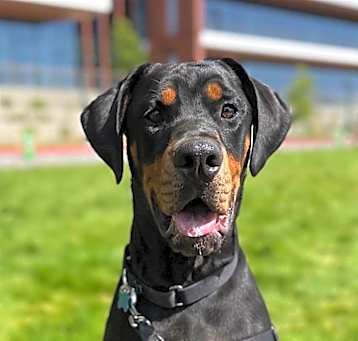 Photo of Bongo