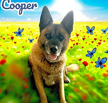 Photo of Cooper