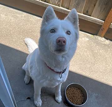 Photo of Mochii