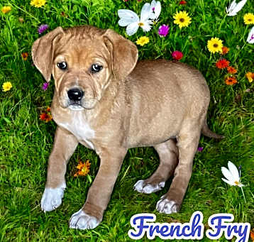 Photo of French Fry