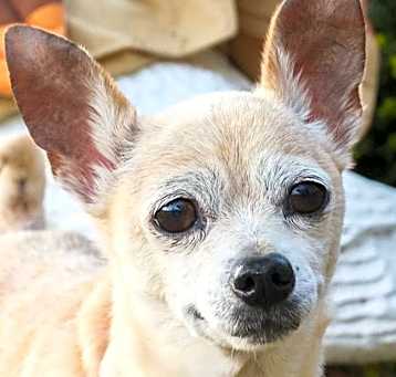 Photo of PEACHES