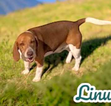 Photo of Linus