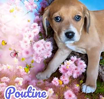 Photo of Poutine