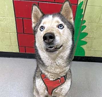 Photo of SHADOW