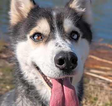 Photo of Polly