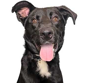 Photo of Roman