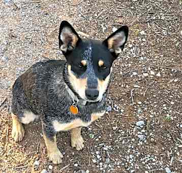 Photo of Tilly