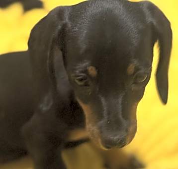 Photo of DIXIE