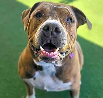 Photo of Dodger