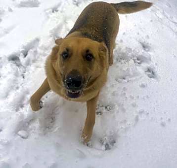 Photo of Lola **COURTESY POST**