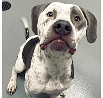 Photo of Koe