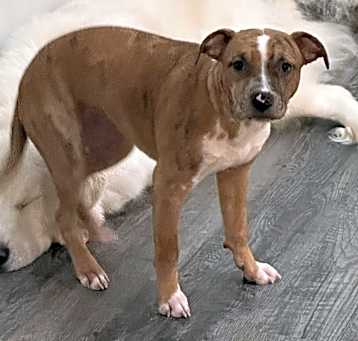 Photo of Nova