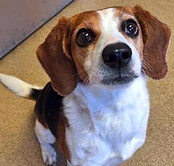 Photo of Daisy