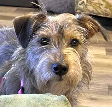 Photo of Stella