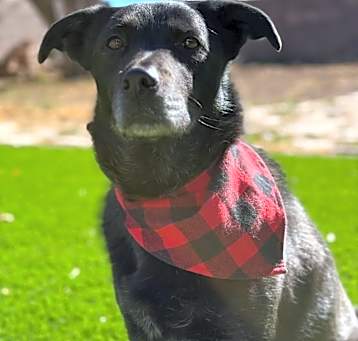 Photo of Millie- Potty Trained, Loves People! Adopt $50!