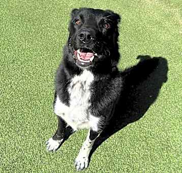 Photo of Rosco - Leash & Potty Trained!