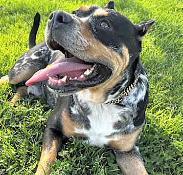 Photo of Thor