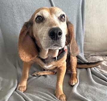 Photo of Chickie