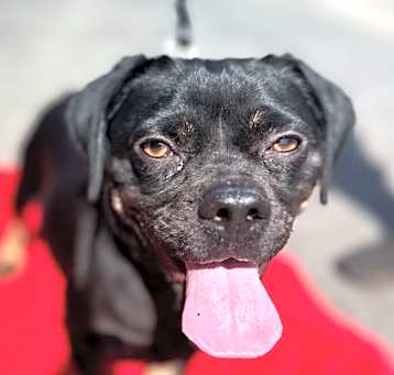 Photo of Chloe - Adopt Me!