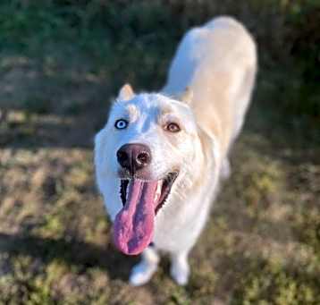 Photo of Draco