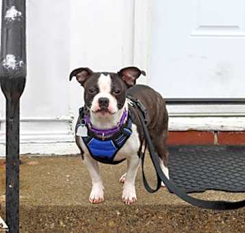 Photo of Romeo