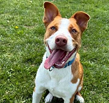 Photo of Ottis