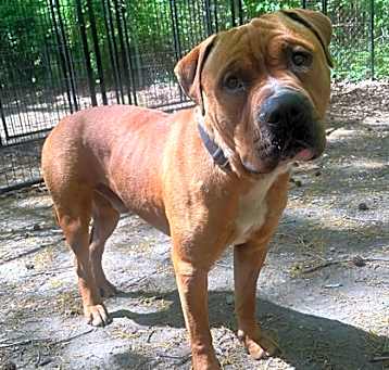 Photo of Muttley