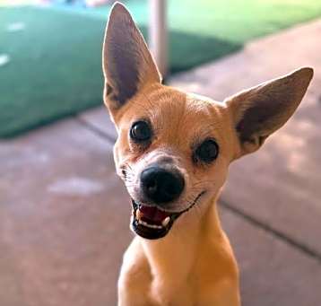 Photo of Mr. Pickles